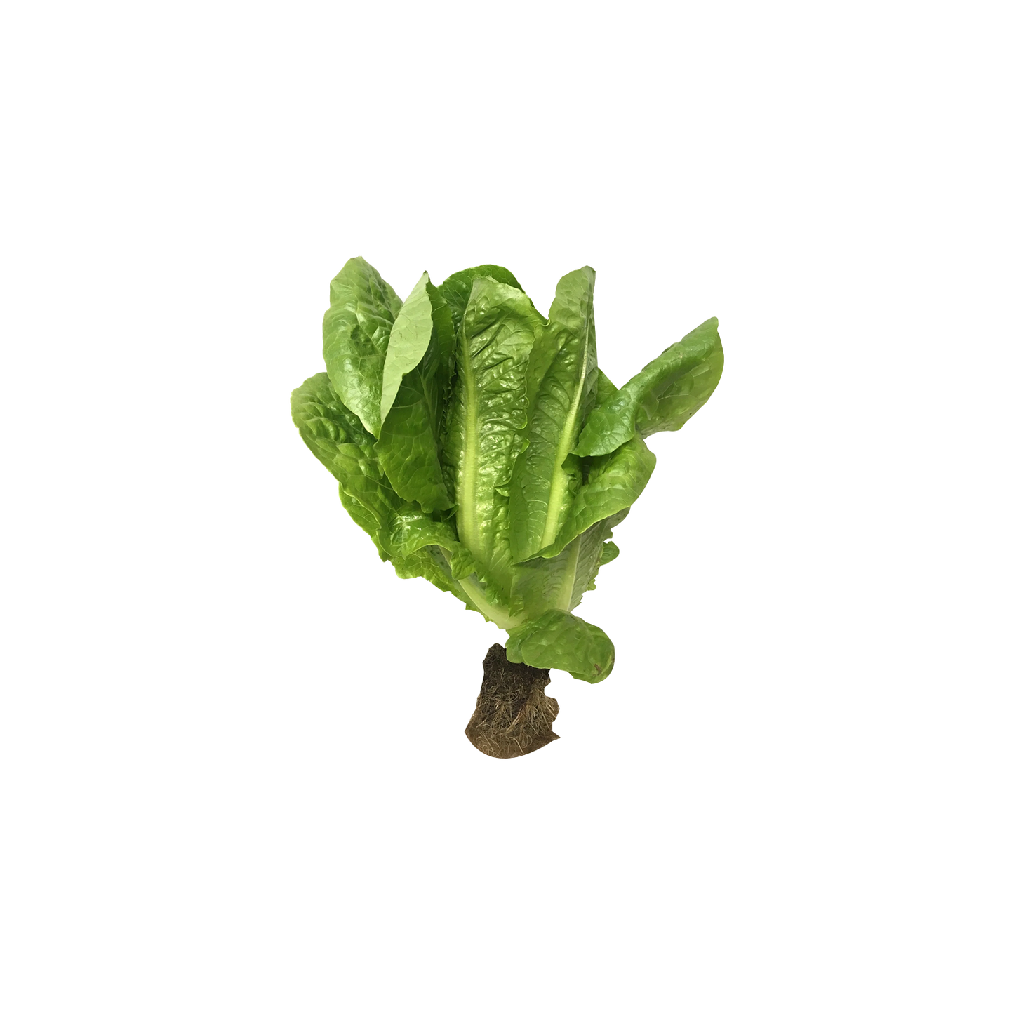 Cos Lettuce Locally Grown