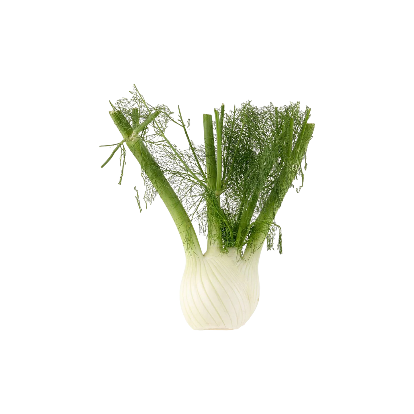 Fennel Whole