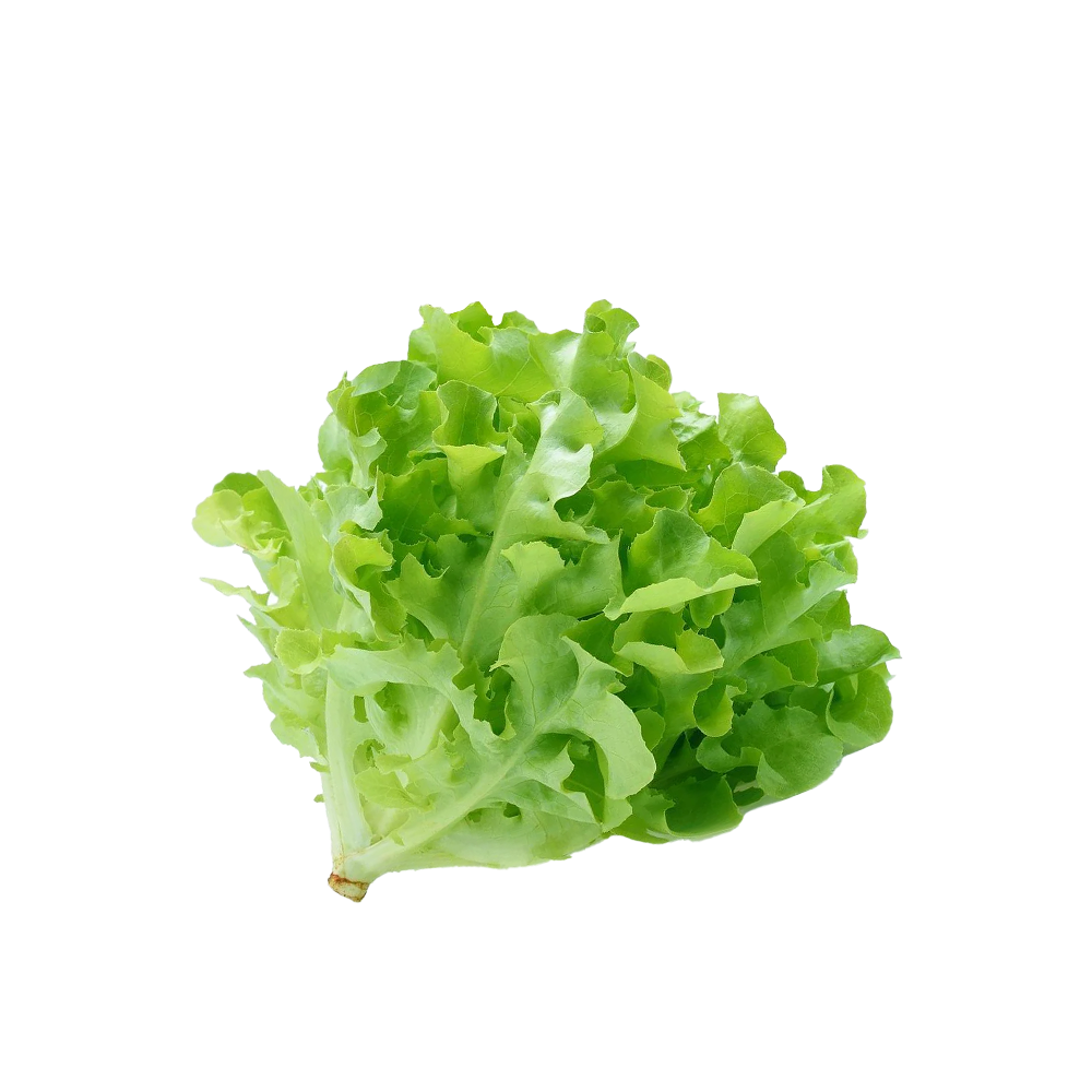 Lettuce Green Oak Farm Fresh