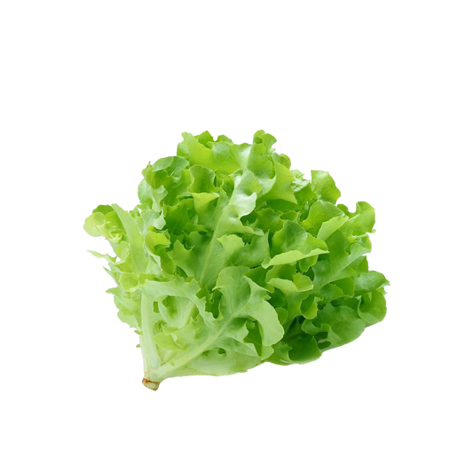 Lettuce Green Oak Farm Fresh
