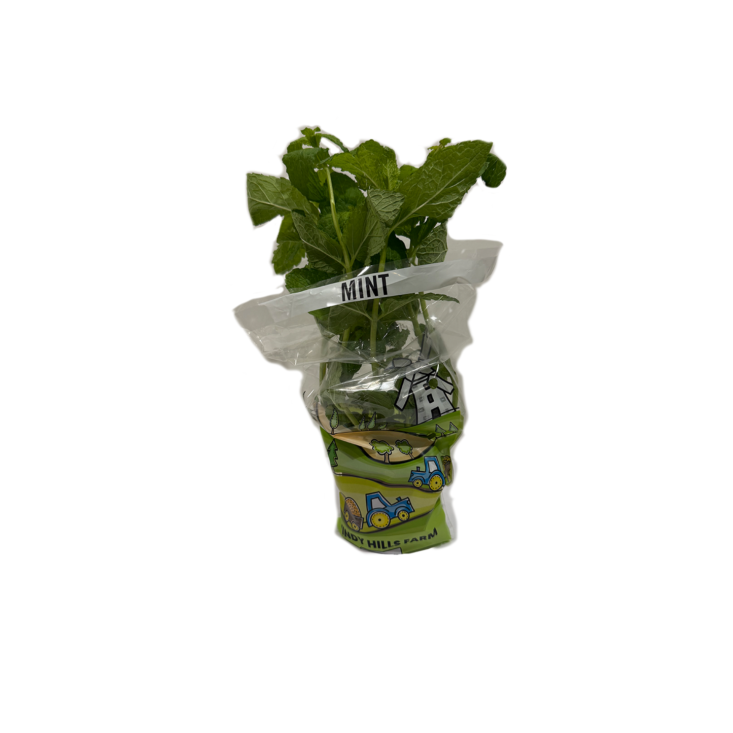 Mint Herb Pot