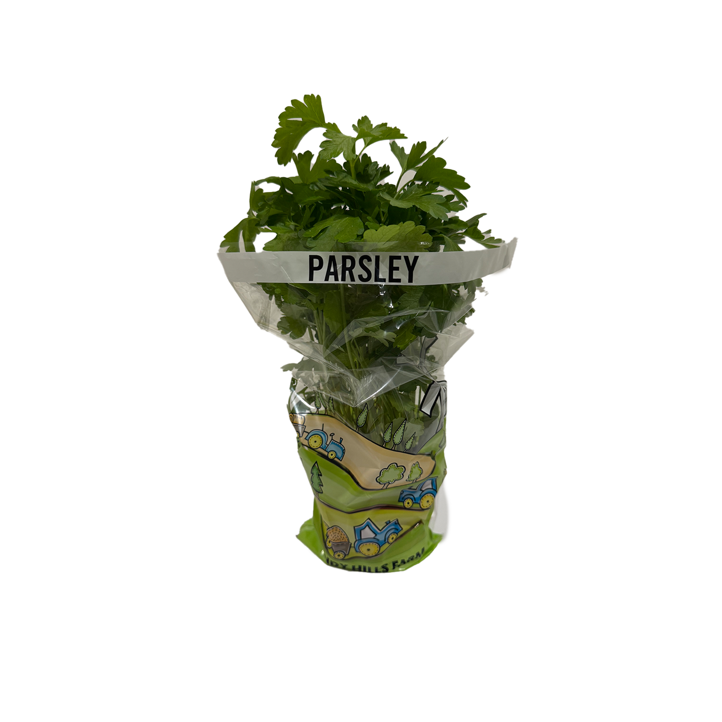 Flat Leaf Parsley Herb Pot