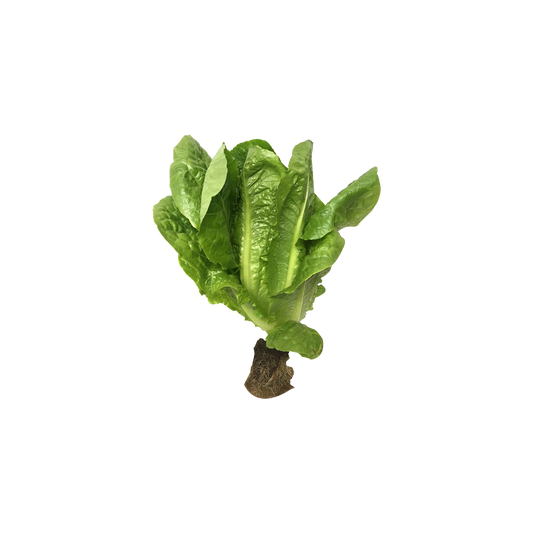 Cos Lettuce Locally Grown