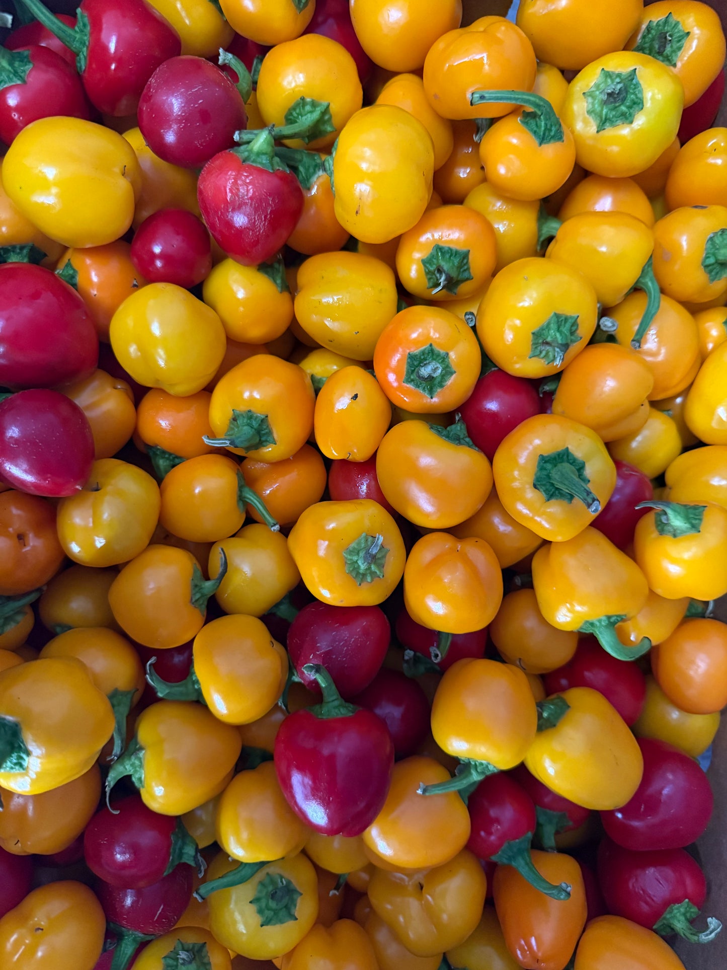 Sweet Baby Capsicums Red & Yellow - 500g Punnets
