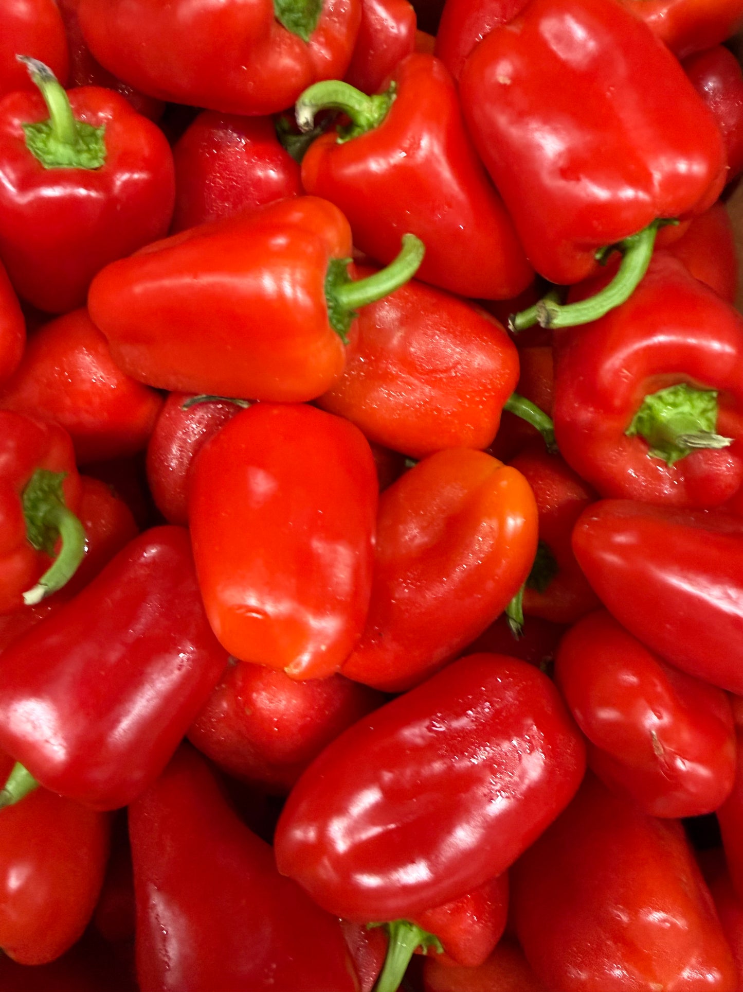 Minicaps Baby Sweet Capsicums - 500g packs Red and Orange Mix