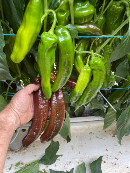 Sweet Long capsicum - Chocolate Premium 300g lots