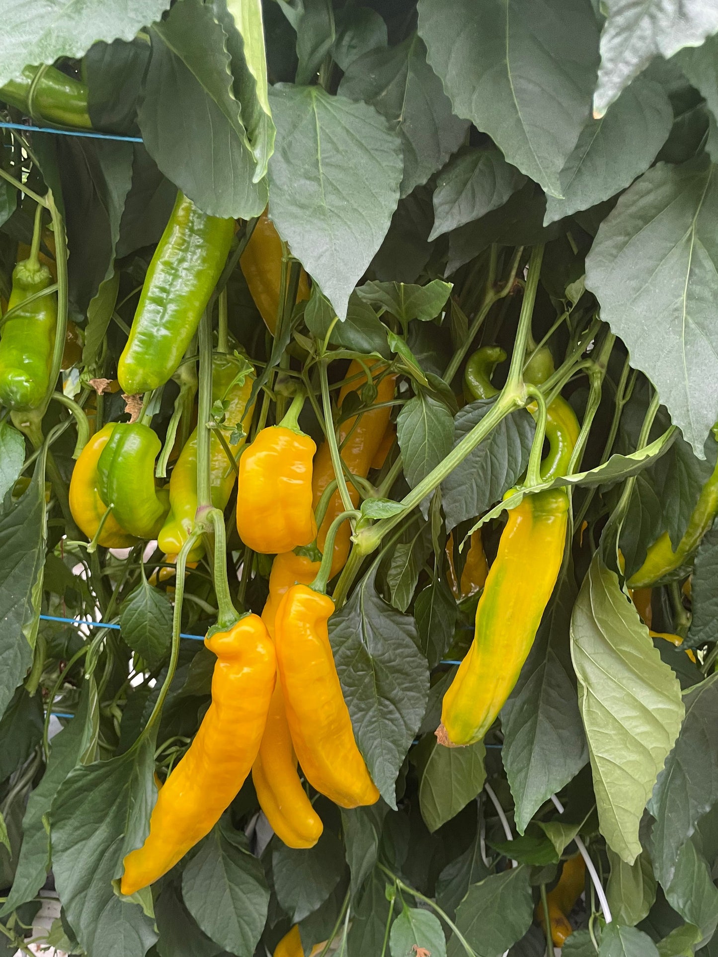 Sweet Long capsicum - Yellow Premium 300g lots