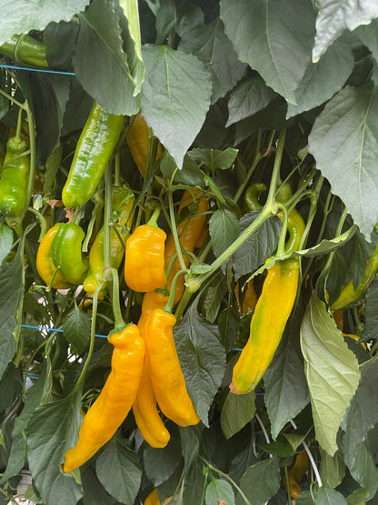 Sweet Long capsicum - Yellow Premium 300g lots