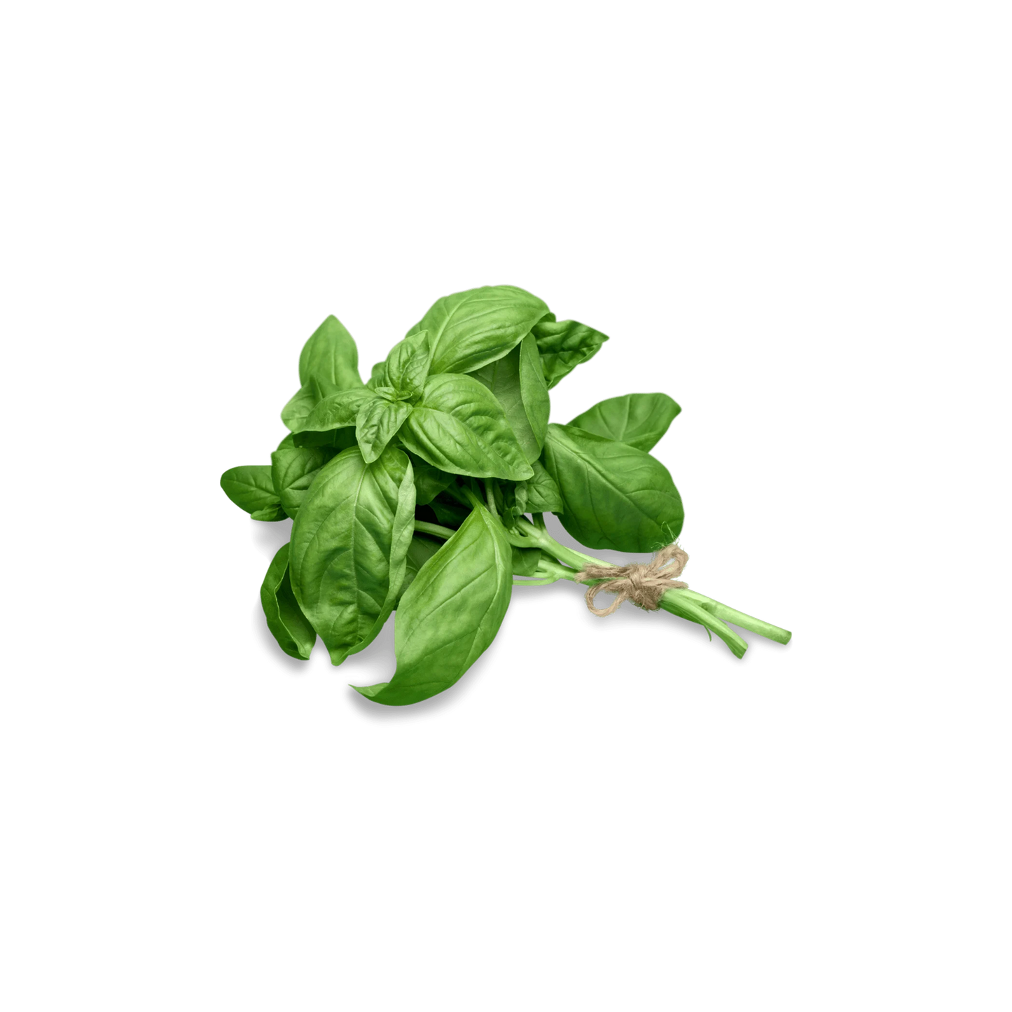 Basil Bunch - Organic