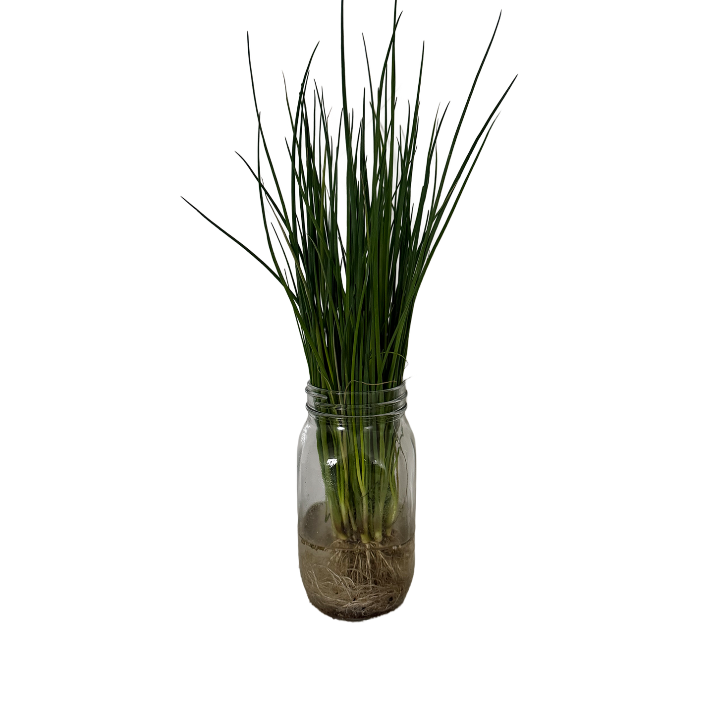 Fresh Chives - With Roots Locally Grown (Keep alive in water)