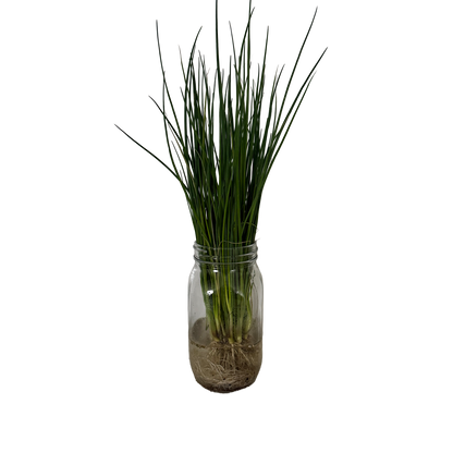 Fresh Chives - With Roots Locally Grown (Keep alive in water)