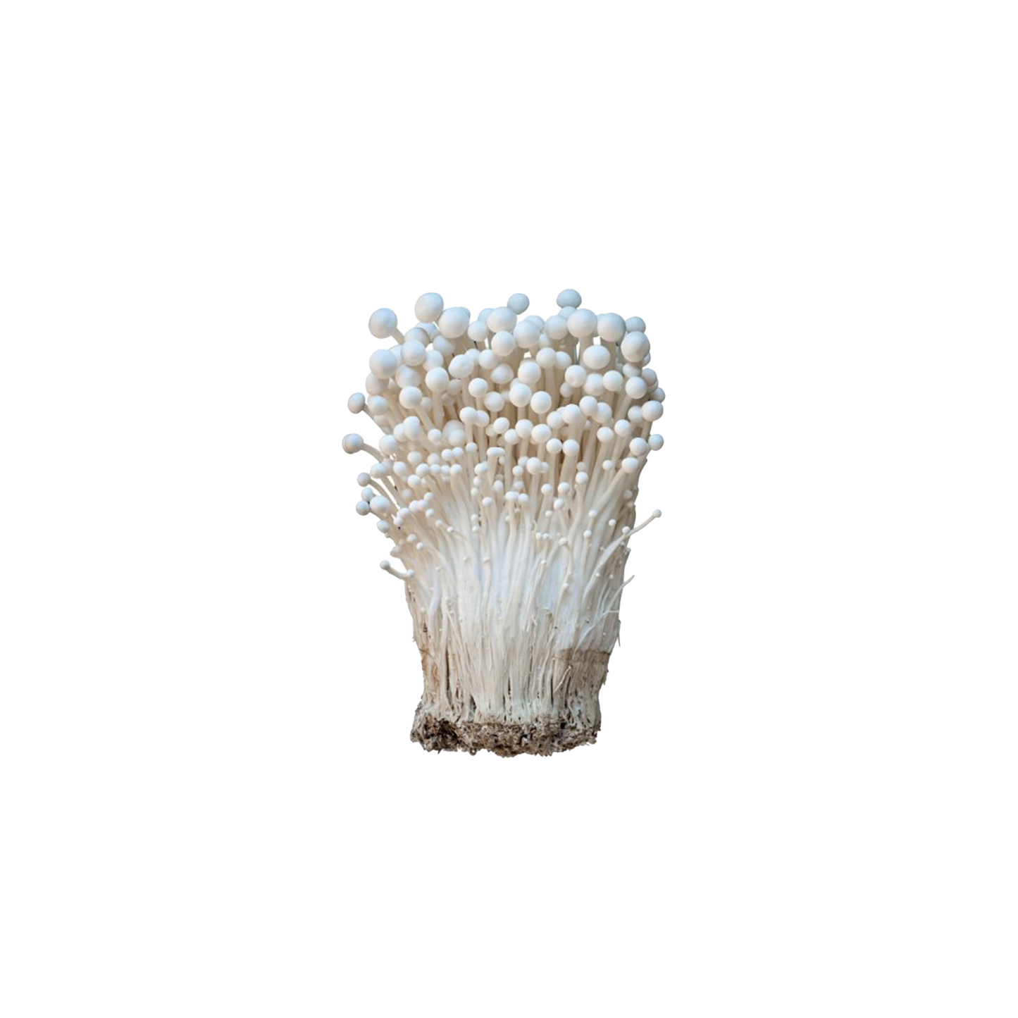 Enoki Mushrooms -360g packs