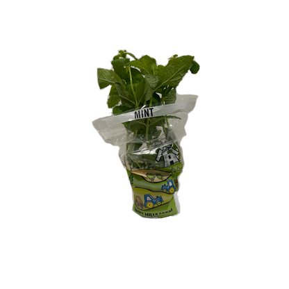 Mint Herb Pot