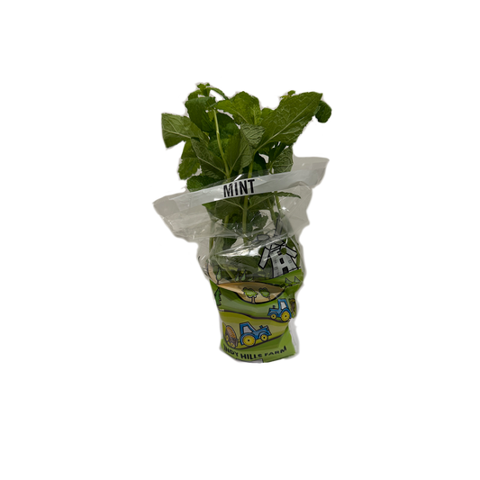 Mint Herb Pot