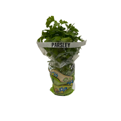 Flat Leaf Parsley Herb Pot